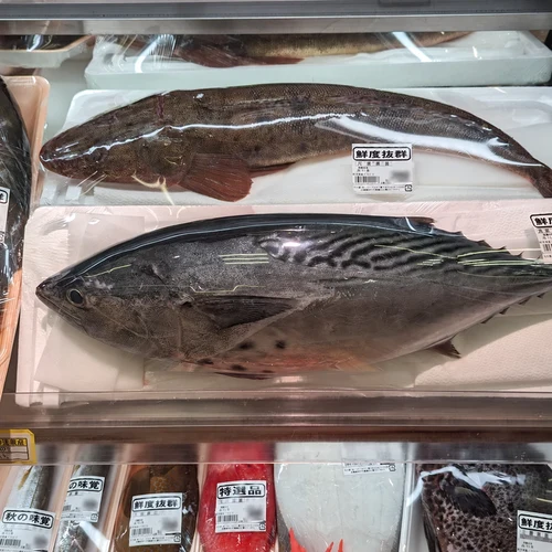 青木店の水産売場冷蔵ケースに並ぶ丸ごとのカツオやコチ
