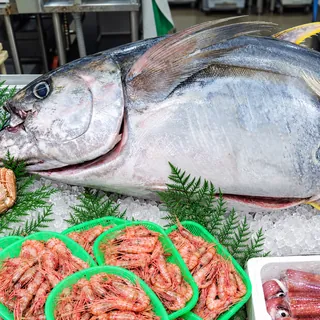 銀色の魚体が見える大きなキハダマグロ